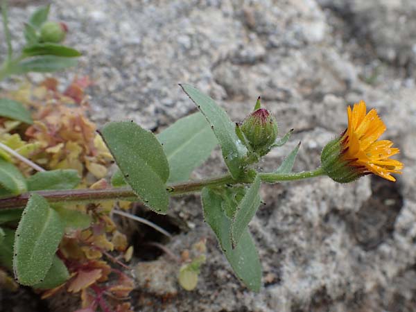 Calendula arvensis \ Acker-Ringelblume / Field Marigold, Rhodos Kamiros 22.3.2023