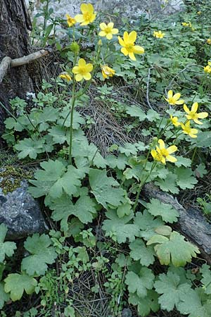 Ranunculus creticus \ Kretischer Hahnenfu / Cretan Buttercup, Rhodos Epta Piges 25.3.2019