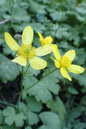 Ranunculus creticus / Cretan Buttercup, Rhodos Epta Piges 25.3.2019