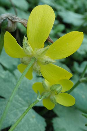 Ranunculus creticus \ Kretischer Hahnenfu / Cretan Buttercup, Rhodos Epta Piges 25.3.2019