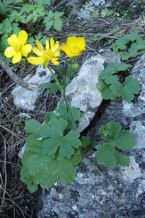 Ranunculus creticus \ Kretischer Hahnenfu / Cretan Buttercup, Rhodos Profitis Ilias 25.3.2019