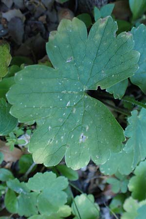 Ranunculus creticus \ Kretischer Hahnenfu / Cretan Buttercup, Rhodos Skoutouljaris - Schlucht / Gorge 19.3.2023