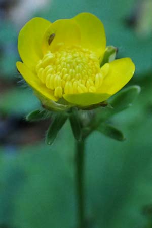 Ranunculus creticus \ Kretischer Hahnenfu / Cretan Buttercup, Rhodos Skoutouljaris - Schlucht / Gorge 19.3.2023