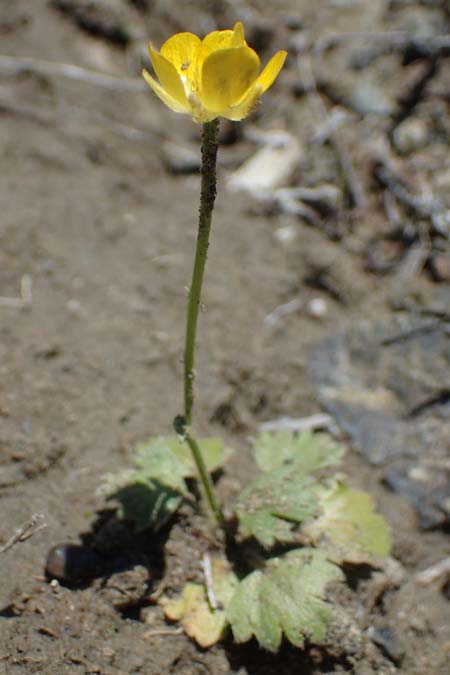 Ranunculus paludosus \ Kerbel-Hahnenfu, Tmpel-Hahnenfu / Fan-Leaved Buttercup, Jersey Buttercup, Rhodos Skoutouljaris - Schlucht / Gorge 19.3.2023