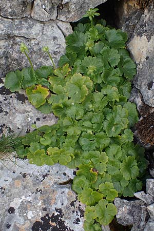 Ranunculus creticus \ Kretischer Hahnenfu / Cretan Buttercup, Rhodos Attaviros 23.3.2023