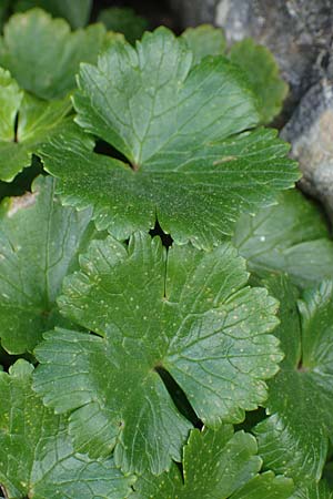 Ranunculus creticus \ Kretischer Hahnenfu / Cretan Buttercup, Rhodos Attaviros 23.3.2023