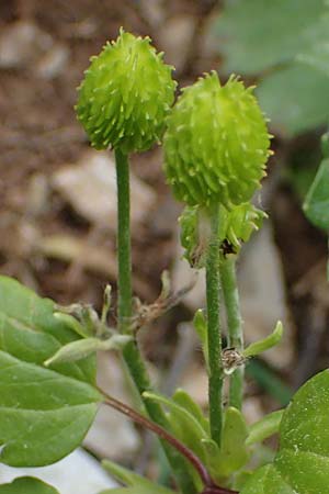 Ranunculus creticus / Cretan Buttercup, Rhodos Attaviros 24.3.2023