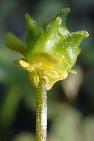 Ranunculus chius \ Chios-Hahnenfu / Eastern Buttercup, Rhodos Archangelos 26.3.2023