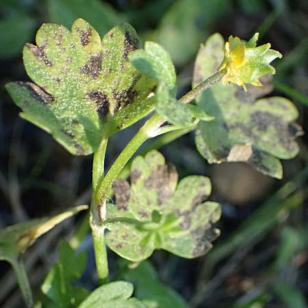 Ranunculus chius \ Chios-Hahnenfu / Eastern Buttercup, Rhodos Archangelos 26.3.2023