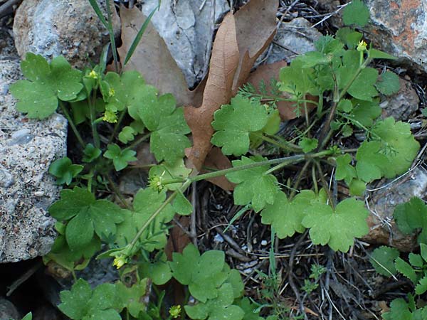 Ranunculus chius \ Chios-Hahnenfu / Eastern Buttercup, Rhodos Archangelos 26.3.2023