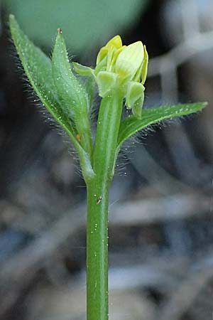 Ranunculus chius \ Chios-Hahnenfu / Eastern Buttercup, Rhodos Archangelos 26.3.2023