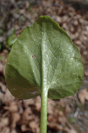 Ficaria chrysocephala \ Goldschopf-Scharbockskraut / Eastern Fig Buttercup, Rhodos Moni Artamiti 16.3.2023