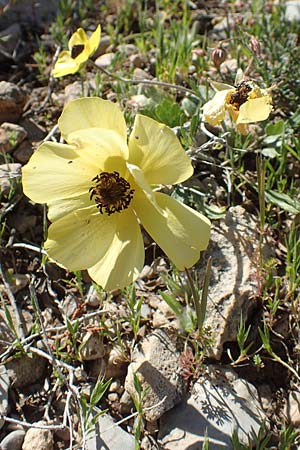 Ranunculus asiaticus var. flavus \ Asiatischer Hahnenfu / Persian Buttercup, Turban Buttercup, Rhodos Prasonisi 26.3.2019