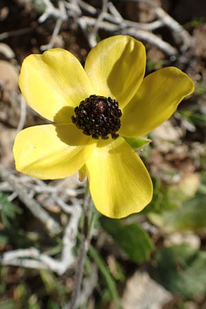 Ranunculus asiaticus var. flavus \ Asiatischer Hahnenfu / Persian Buttercup, Turban Buttercup, Rhodos Prasonisi 26.3.2019