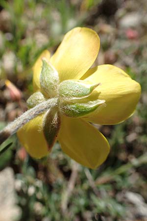 Ranunculus asiaticus var. flavus \ Asiatischer Hahnenfu / Persian Buttercup, Turban Buttercup, Rhodos Prasonisi 26.3.2019