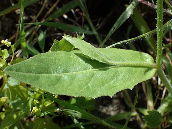 Rhagadiolus stellatus \ Stern-Lattich, Rhodos Archangelos 17.3.2023