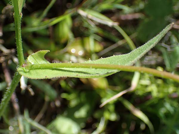 Rhagadiolus stellatus \ Stern-Lattich, Rhodos Archangelos 17.3.2023