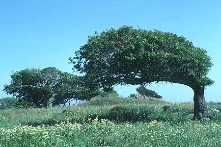 Ceratonia siliqua \ Johannisbrot-Baum, Karube / Carob, Rhodos Ixia 24.4.1987