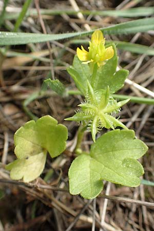 Ranunculus muricatus \ Stachelfrchtiger Hahnenfu / Rough-Fruited Buttercup, Rhodos Laerma 3.4.2019