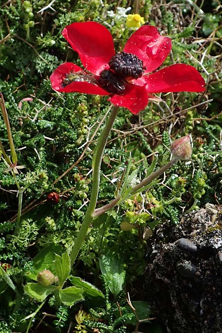 Ranunculus asiaticus var. sanguineus \ Asiatischer Hahnenfu / Persian Buttercup, Turban Buttercup, Rhodos Archangelos 17.3.2023