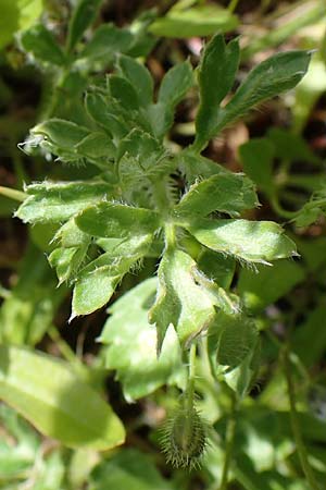 Ranunculus asiaticus var. sanguineus \ Asiatischer Hahnenfu / Persian Buttercup, Turban Buttercup, Rhodos Archangelos 17.3.2023