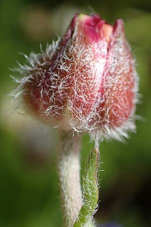 Ranunculus asiaticus var. sanguineus \ Asiatischer Hahnenfu / Persian Buttercup, Turban Buttercup, Rhodos Archangelos 17.3.2023