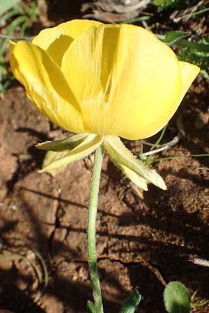 Ranunculus asiaticus var. flavus \ Asiatischer Hahnenfu / Persian Buttercup, Turban Buttercup, Rhodos Lindos 20.3.2023