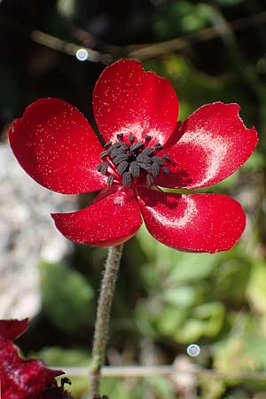 Ranunculus asiaticus var. sanguineus \ Asiatischer Hahnenfu / Persian Buttercup, Turban Buttercup, Rhodos Archangelos 26.3.2023