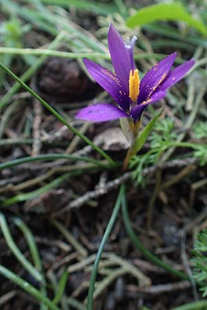 Romulea tempskyana \ Tempskys Scheinkrokus, Rhodos Profitis Ilias 2.4.2019