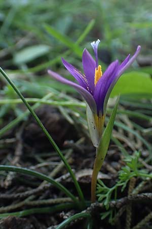 Romulea tempskyana \ Tempskys Scheinkrokus / Tempsky's Sand Crocus, Rhodos Profitis Ilias 2.4.2019