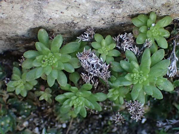 Rosularia serrata \ Gesgte Rosularia / Serrate Rosularia, Rhodos Moni Kamiri 19.3.2023