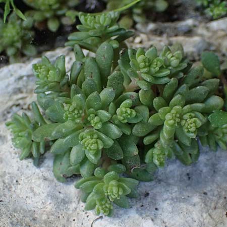 Rosularia serrata \ Gesgte Rosularia / Serrate Rosularia, Rhodos Moni Kamiri 19.3.2023