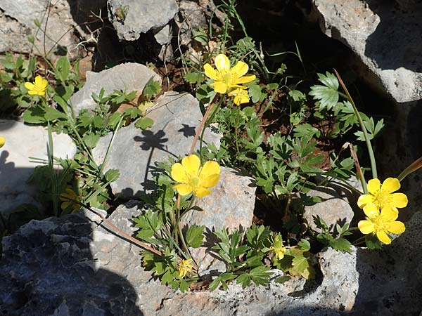 Ranunculus paludosus \ Kerbel-Hahnenfu, Tmpel-Hahnenfu, Rhodos Tsambika 30.3.2019