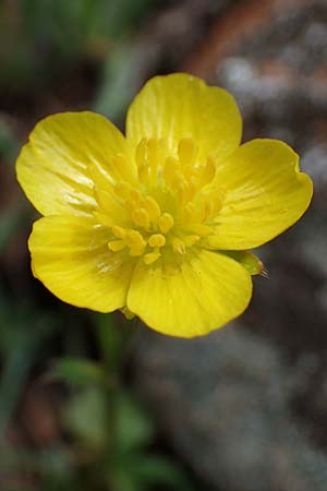 Ranunculus paludosus \ Kerbel-Hahnenfu, Tmpel-Hahnenfu / Fan-Leaved Buttercup, Jersey Buttercup, Rhodos Moni Artamiti 16.3.2023