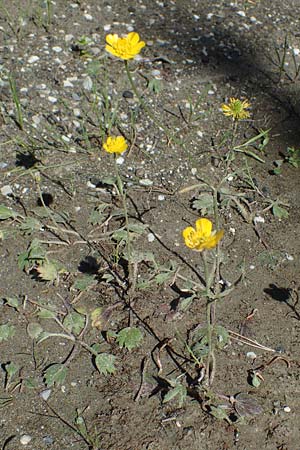 Ranunculus paludosus \ Kerbel-Hahnenfu, Tmpel-Hahnenfu, Rhodos Skoutouljaris - Schlucht 19.3.2023
