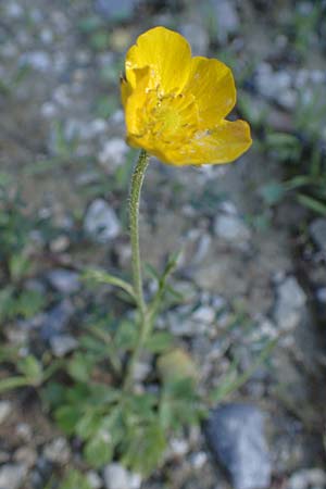 Ranunculus paludosus \ Kerbel-Hahnenfu, Tmpel-Hahnenfu, Rhodos Moni Kamiri 19.3.2023