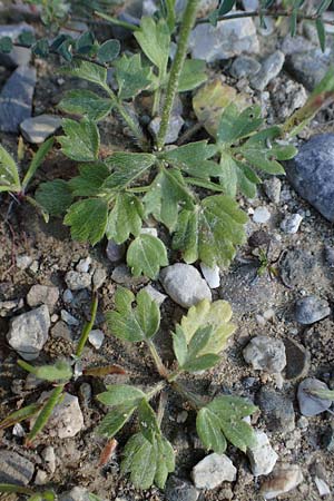 Ranunculus paludosus \ Kerbel-Hahnenfu, Tmpel-Hahnenfu, Rhodos Moni Kamiri 19.3.2023