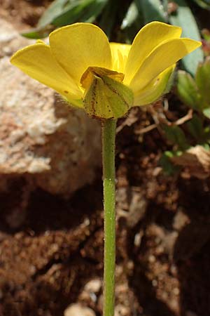 Ranunculus paludosus \ Kerbel-Hahnenfu, Tmpel-Hahnenfu, Rhodos Lindos 20.3.2023