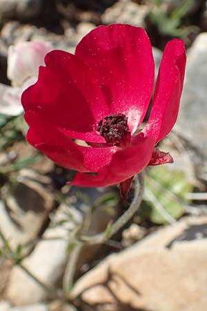 Ranunculus asiaticus var. sanguineus \ Asiatischer Hahnenfu / Persian Buttercup, Turban Buttercup, Rhodos Prasonisi 26.3.2019