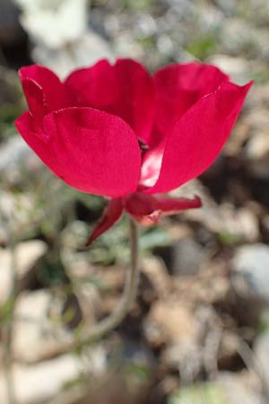 Ranunculus asiaticus var. sanguineus \ Asiatischer Hahnenfu / Persian Buttercup, Turban Buttercup, Rhodos Prasonisi 26.3.2019