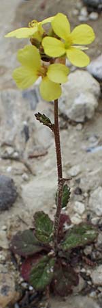 Rapistrum rugosum \ Runzliger Rapsdotter / Bastard Cabbage, Rhodos Kamiros 22.3.2023