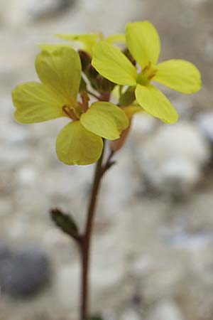 Rapistrum rugosum \ Runzliger Rapsdotter, Rhodos Kamiros 22.3.2023