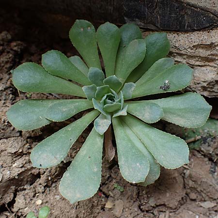 Rosularia serrata \ Gesgte Rosularia / Serrate Rosularia, Rhodos Attaviros 24.3.2023