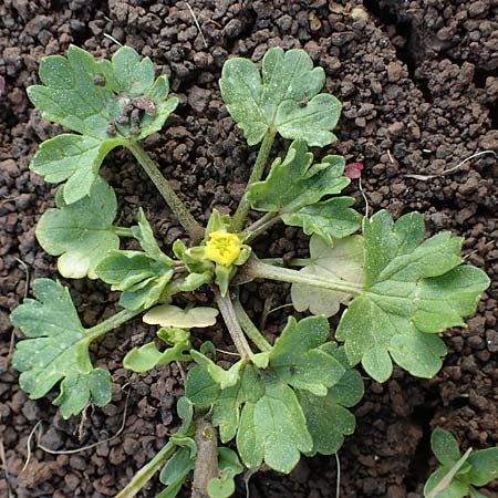 Ranunculus sardous \ Sardischer Hahnenfu, Rauher Hahnenfu / Hairy Buttercup, Rhodos Kimisala-Doline 24.3.2023