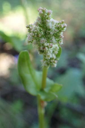 Rumex tuberosus subsp. creticus / Cretan Dock, Tuberous-Rooted Dock, Rhodos Profitis Ilias 25.3.2019