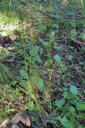 Rumex tuberosus subsp. creticus \ Kretischer Sauer-Ampfer, Rhodos Profitis Ilias 25.3.2019