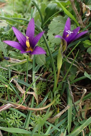 Romulea tempskyana \ Tempskys Scheinkrokus / Tempsky's Sand Crocus, Rhodos Attaviros 23.3.2023