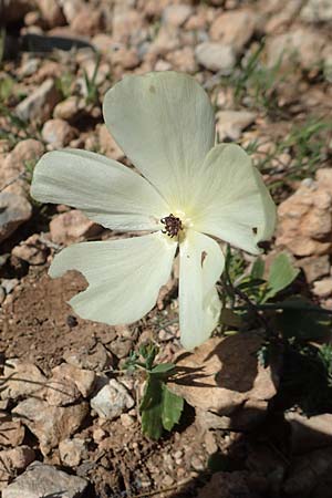 Ranunculus asiaticus var. albus \ Asiatischer Hahnenfu / Persian Buttercup, Turban Buttercup, Rhodos Prasonisi 26.3.2019