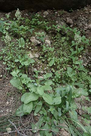 Rumex tuberosus subsp. creticus \ Kretischer Sauer-Ampfer, Rhodos Epta Piges 27.3.2019