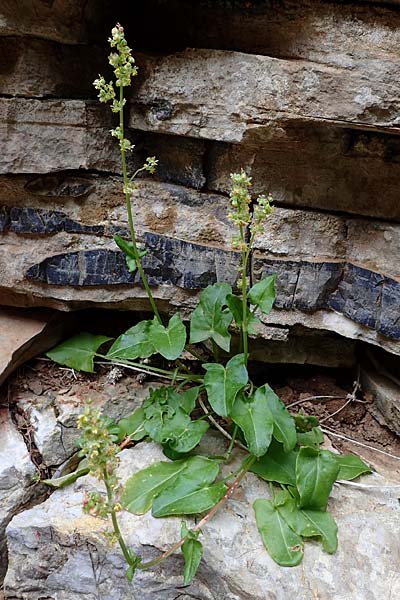 Rumex tuberosus subsp. creticus \ Kretischer Sauer-Ampfer / Cretan Dock, Tuberous-Rooted Dock, Rhodos Attaviros 24.3.2023